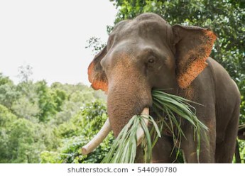 elephant eating grass