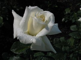 6546502517_438dafc8e4_k